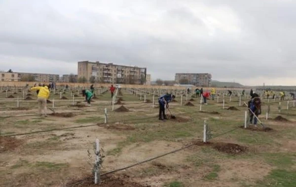 “Yaşıl Marafon” çərçivəsində kütləvi ağacəkmə aksiyaları keçirilib - FOTO