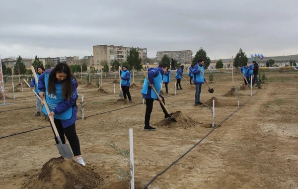 “Yaşıl Marafon” çərçivəsində kütləvi ağacəkmə aksiyaları keçirilib - FOTO