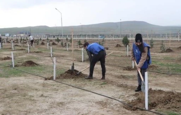 “Yaşıl Marafon” çərçivəsində kütləvi ağacəkmə aksiyaları keçirilib - FOTO