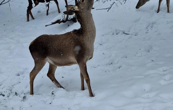Göygöl Milli Parkından əsrarəngiz qar görüntüləri - FOTO