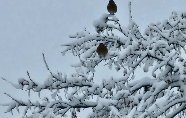 Şahdağ Milli Parkında əvəzolunmaz və gözəl qış mənzərəsi - FOTO/VİDEO