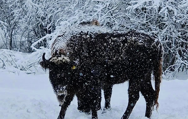 Şahdağ Milli Parkında qar görüntüləri - FOTO