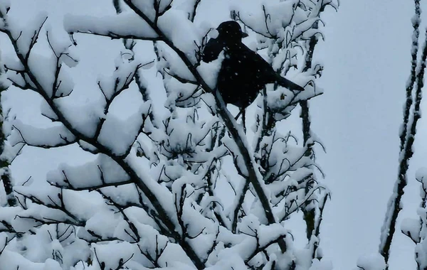 Şahdağ Milli Parkında qar görüntüləri - FOTO
