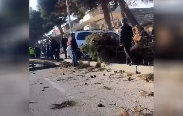 Yüksək sürətlə hərəkətdə olan "Prado" ağaclığa çırpıldı - VİDEO