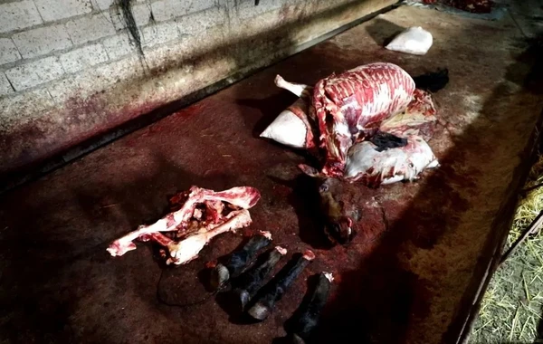 Naxçıvanda mal əti adı altında at əti satanlar saxlanılıb - FOTO