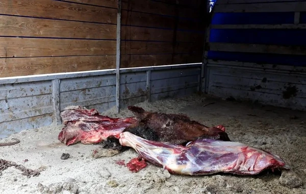 Naxçıvanda mal əti adı altında at əti satanlar saxlanılıb - FOTO