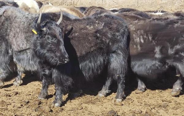 Laçına gətirilmiş yak sürüsünün yerli şəraitə adaptasiya prosesi davam edir - FOTO