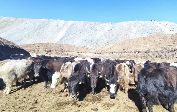 Laçına gətirilmiş yak sürüsünün yerli şəraitə adaptasiya prosesi davam edir - FOTO