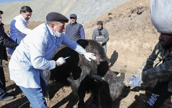 Laçına gətirilmiş yak sürüsünün yerli şəraitə adaptasiya prosesi davam edir - FOTO