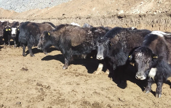 Laçına gətirilmiş yak sürüsünün yerli şəraitə adaptasiya prosesi davam edir - FOTO