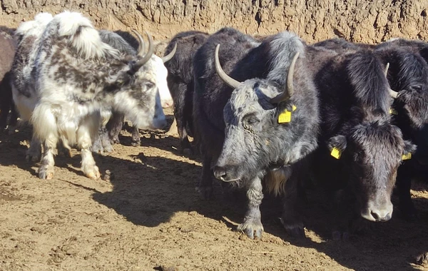 Laçına gətirilmiş yak sürüsünün yerli şəraitə adaptasiya prosesi davam edir - FOTO