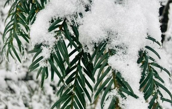 Azərbaycan parklarının qış görüntüləri - FOTOREPORTAJ