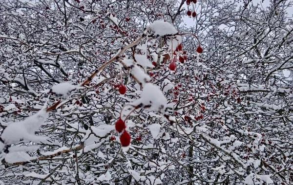 Azərbaycan parklarının qış görüntüləri - FOTOREPORTAJ