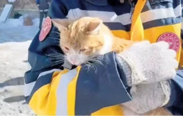 Türkiyədə pişik 3 nəfərlik ailəni dağıntılar altından xilas etdi - FOTO/VİDEO