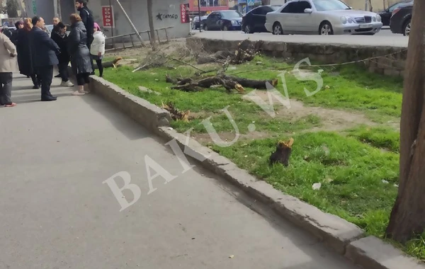 Biləcəridə ağaclar kəsilib - FOTO - AÇIQLAMA
