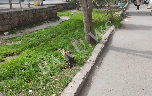 Biləcəridə ağaclar kəsilib - FOTO - AÇIQLAMA