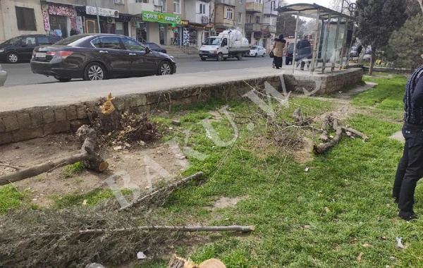Biləcəridə ağaclar kəsilib - FOTO - AÇIQLAMA