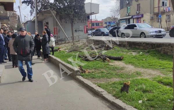 Biləcəridə ağaclar kəsilib - FOTO - AÇIQLAMA