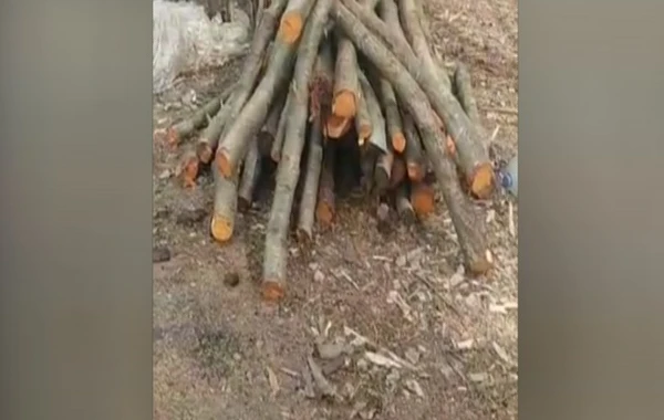 Azərbaycanda qanunsuz kömür istehsal edən şəxslər aşkarlandı - FOTO