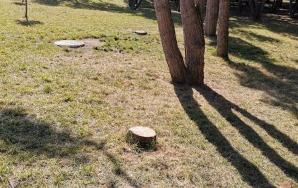 Bakıda parkda ağacları kəsdilər - FOTO