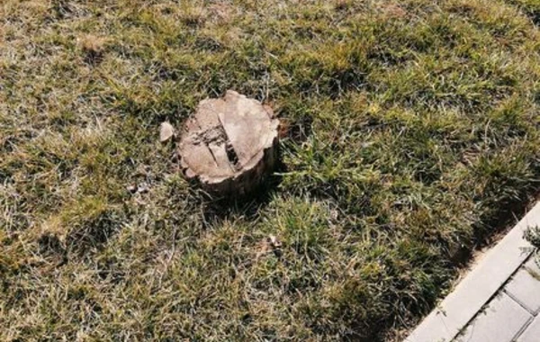 Bakıda parkda ağacları kəsdilər - FOTO