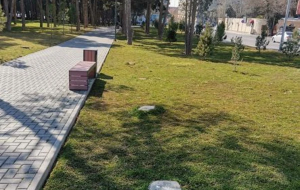 Bakıda parkda ağacları kəsdilər - FOTO