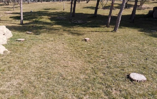 Bakıda parkda ağacları kəsdilər - FOTO