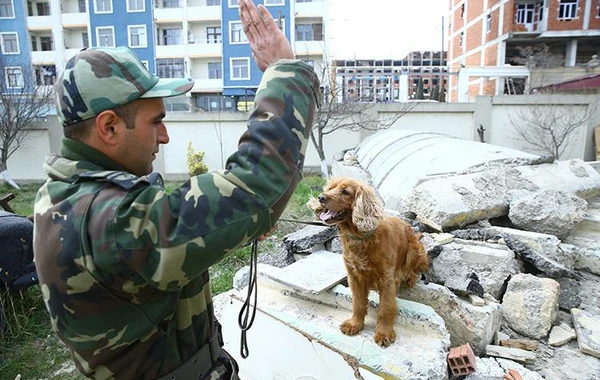 Azərbaycanın xilasedici iti Kahramanmaraşda üç nəfərin dağıntılar altından sağ çıxmasına kömək edib - FOTO