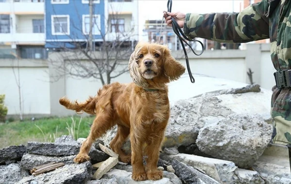 Azərbaycanın xilasedici iti Kahramanmaraşda üç nəfərin dağıntılar altından sağ çıxmasına kömək edib - FOTO