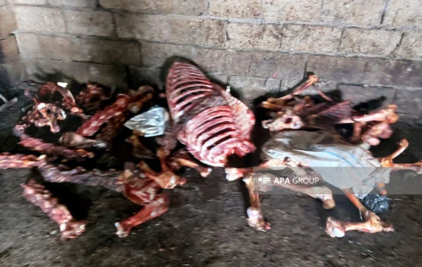 Cəlilabadda at əti satmaq istəyən şəxs saxlanılıb - FOTO