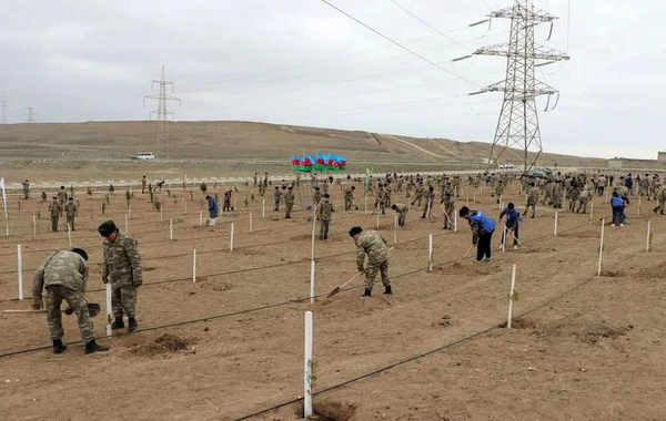 Azərbaycan Ordusunda ağacəkmə aksiyaları keçirilib - FOTO