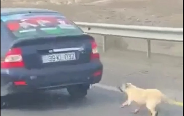 Azərbaycanda iti avtomobilin arxasına bağlayaraq sürüyən şəxs tapıldı - YENİLƏNİB + VİDEO