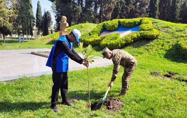 Azərbaycan Ordusunda keçirilən ağacəkmə aksiyaları davam edir - FOTO