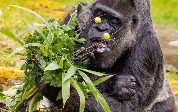 Berlin zooparkında dünyanın ən yaşlı qorillasının 66 yaşı tamam oldu - FOTO