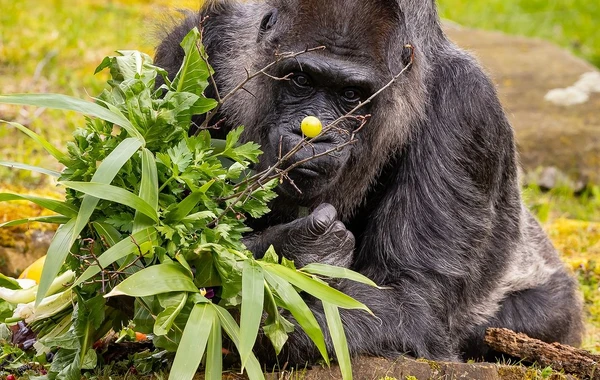 Berlin zooparkında dünyanın ən yaşlı qorillasının 66 yaşı tamam oldu - FOTO