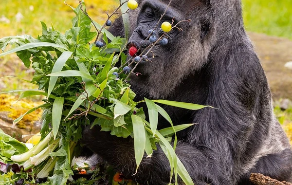 Berlin zooparkında dünyanın ən yaşlı qorillasının 66 yaşı tamam oldu - FOTO