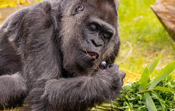 Berlin zooparkında dünyanın ən yaşlı qorillasının 66 yaşı tamam oldu - FOTO