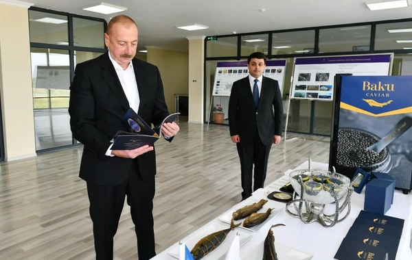 İlham Əliyev və Mehriban Əliyeva Neftçalada Nərə Damazlıq Təsərrüfatında yaradılan şəraitlə tanış olublar - FOTO - YENİLƏNİB