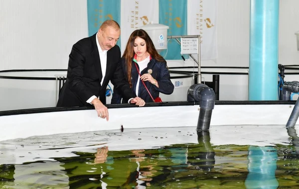 İlham Əliyev və Mehriban Əliyeva Neftçalada Nərə Damazlıq Təsərrüfatında yaradılan şəraitlə tanış olublar - FOTO - YENİLƏNİB