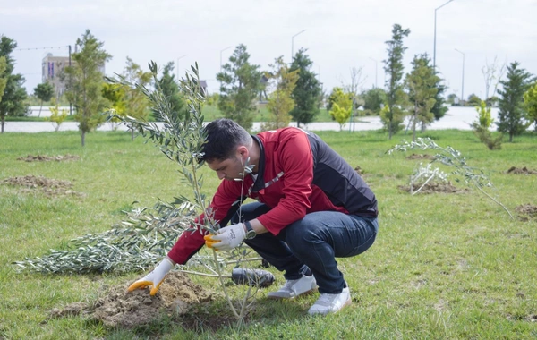 “McDonald’s Azərbaycan” Sumqayıtın yaşıllaşdırılmasına töhfə verib: Şirkətin əməkdaşları ağacəkmə aksiyası keçiriblər! - FOTO