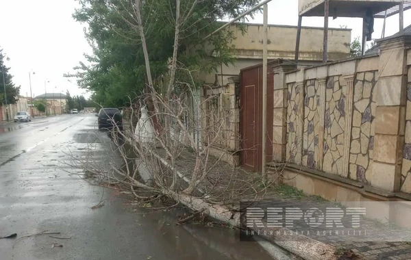 Biləsuvarda leysan və külək bir sıra fəsadlar törədib - FOTO