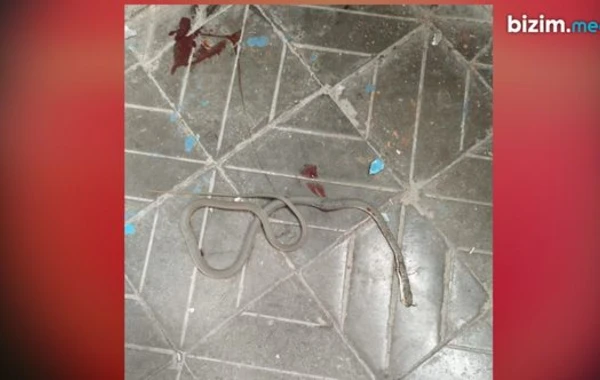Zaqatalada kənd məktəbi ilanların işğalında: “Direktor otağında çomaq saxlayır” - FOTO