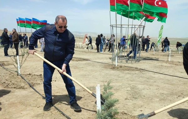 Heydər Əliyevin 100 illik yubileyi ilə əlaqədar ağacəkmə tədbirləri davam edir - FOTO