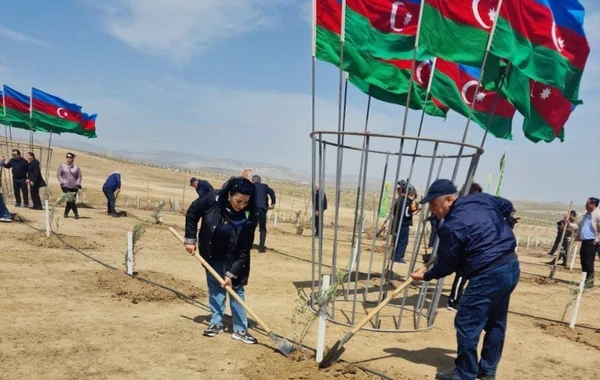 Heydər Əliyevin 100 illik yubileyi ilə əlaqədar ağacəkmə tədbirləri davam edir - FOTO