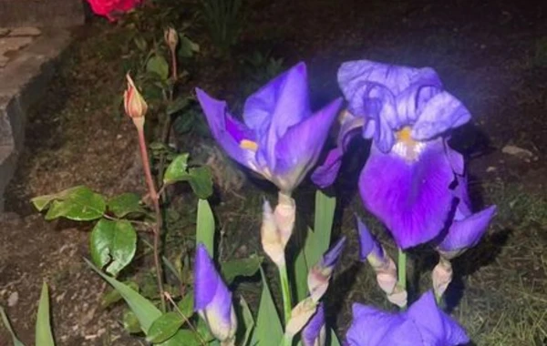 Leyla Əliyeva Şuşadan paylaşım edib - FOTO