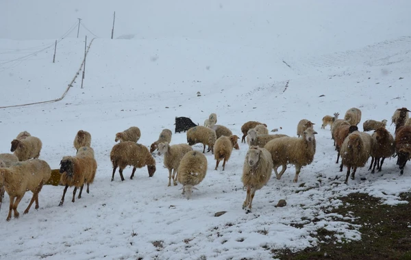 Daşkəsəndə yağan qarın qalınlığı 30 sm-ə çatıb - FOTO