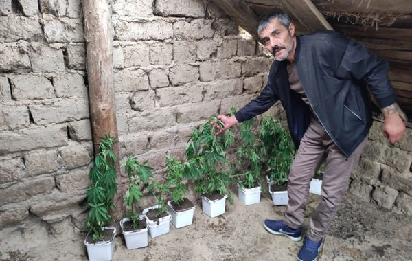 Samuxda narkotik yetişdirən şəxs saxlanılıb - FOTO