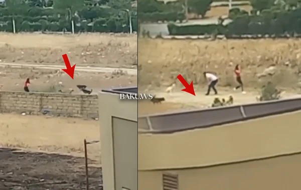 Masazırda sahibsiz itlər gənc qıza hücum etdi - ANBAAN VİDEO