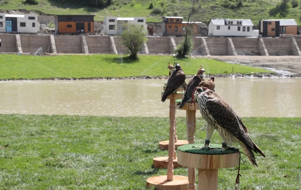 Laçında Şərqi Qafqaz turları və şahin quşları təbiətə, müxtəlif növ balıqlar Həkəri çayına buraxılıb - FOTO