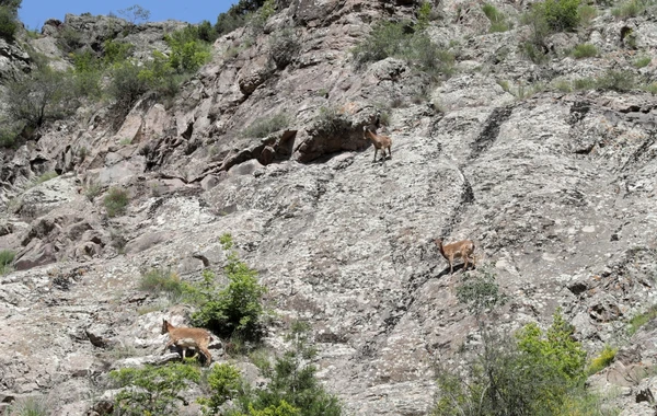 Laçında Şərqi Qafqaz turları və şahin quşları təbiətə, müxtəlif növ balıqlar Həkəri çayına buraxılıb - FOTO